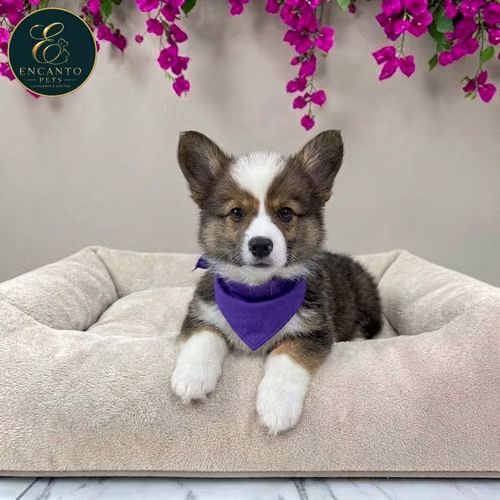 Cachorro CORGI DE PEMBROKE disponible - Imagen 4