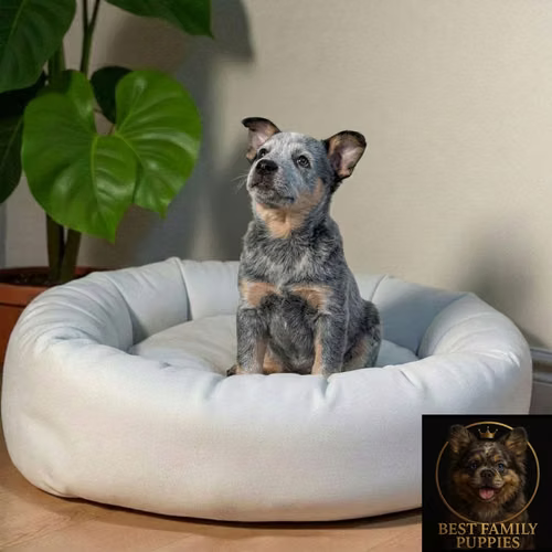 Cachorro BOYERO AUSTRALIANO disponible - Imagen 7
