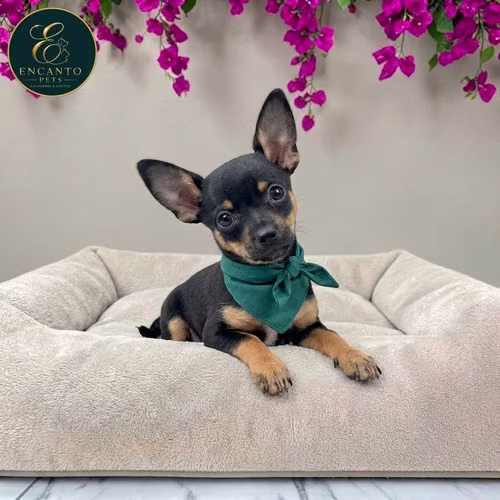 Cachorro DOBERMAN MINIATURA disponible