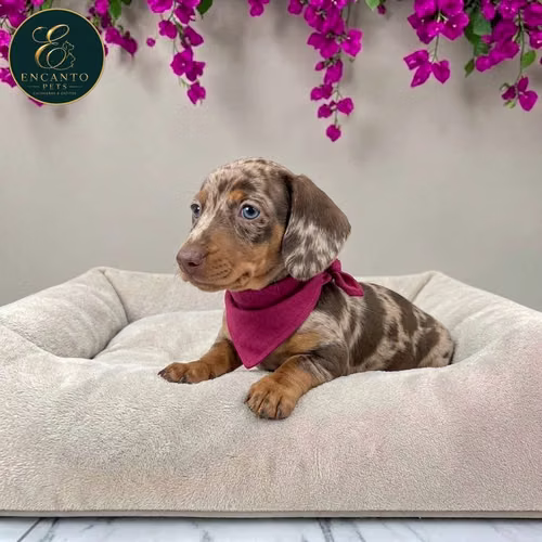 Cachorro Salchicha Miniatura Arlequín Chocolate / Miniature Dachshund Dapple Chocolate disponible