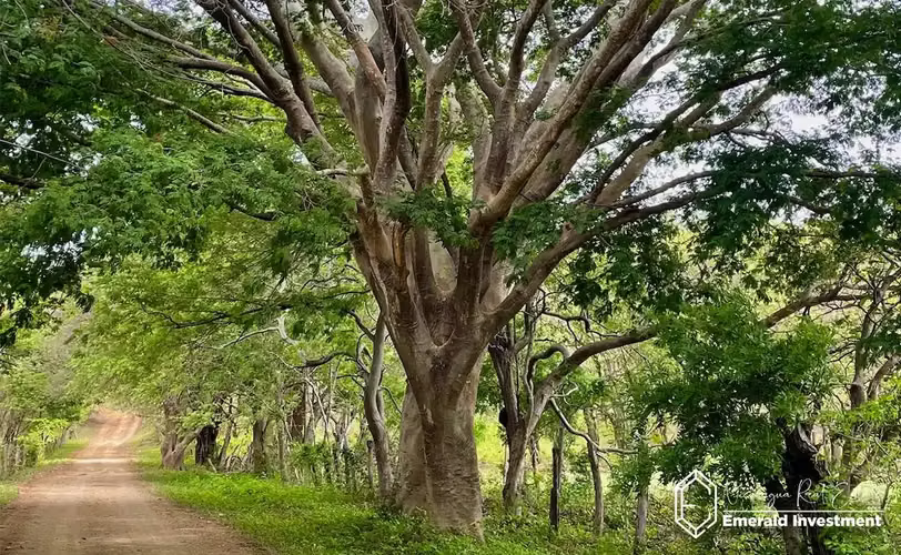 2.65-Acre Property Near Hacienda Iguana | Woodland Parcel - Imagen 4