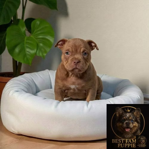 Cachorro AMERICAN BULLY NANO disponible - Imagen 8