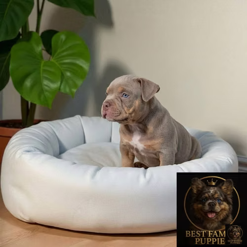 Cachorro AMERICAN BULLY NANO disponible - Imagen 2