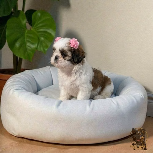 Cachorro SHIH TZU disponible - Imagen 3