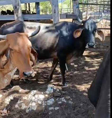 Vendo Vacas y Vaquillas - Imagen 9
