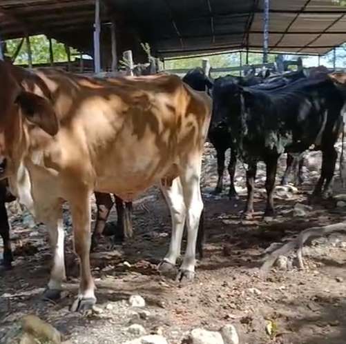 Vendo Vacas y Vaquillas - Imagen 2