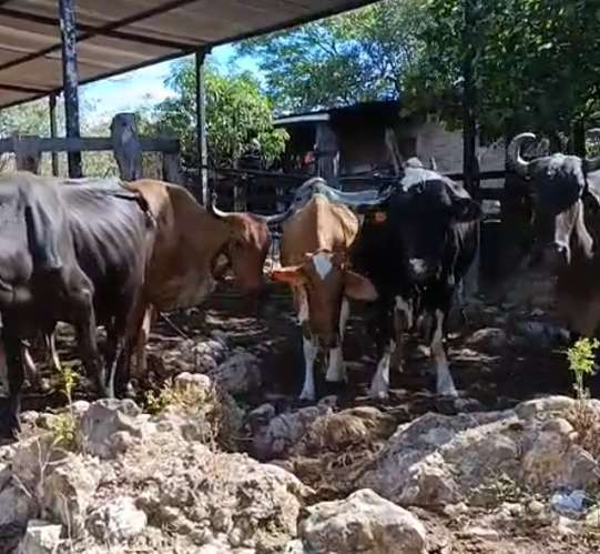 Vendo Vacas y Vaquillas - Imagen 5