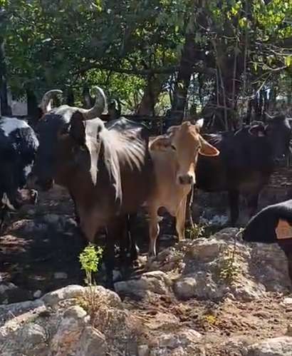 Vendo Vacas y Vaquillas - Imagen 6
