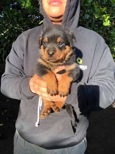 Bellos Rottweiler - Imagen 2