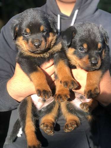 Bellos Rottweiler - Imagen 3