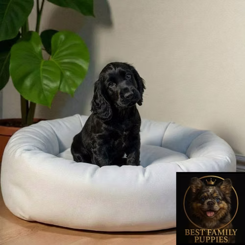Cachorro COCKER SPANIEL INGLES EXOTICO disponible - Imagen 2