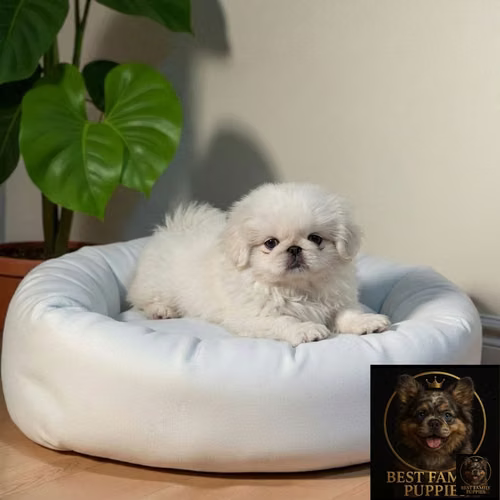 Cachorro Pequiné Cabeza de León / Pekingese Lion Head disponible - Imagen 9