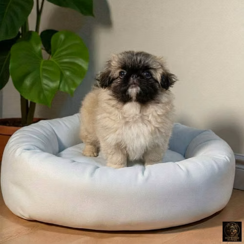 Cachorro Pequiné Cabeza de León / Pekingese Lion Head disponible