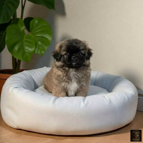 Cachorro Pequiné Cabeza de León / Pekingese Lion Head disponible - Imagen 7