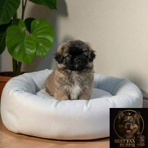 Cachorro Pequiné Cabeza de León / Pekingese Lion Head disponible - Imagen 8