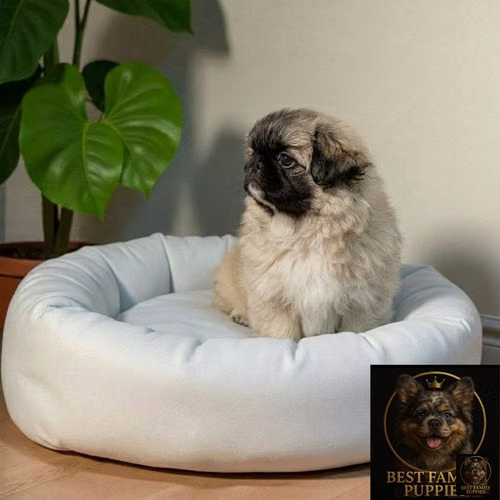 Cachorro Pequiné Cabeza de León / Pekingese Lion Head disponible - Imagen 3