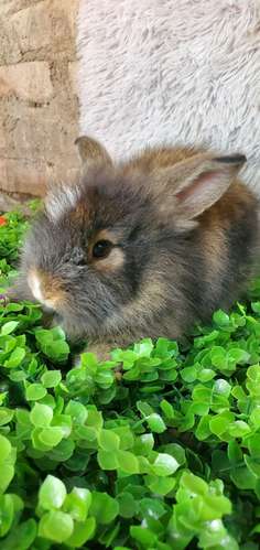 Sale of race rabbits