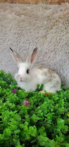 Venta de conejos de raza