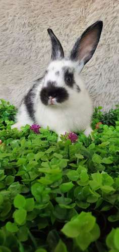 Venta de conejos de raza