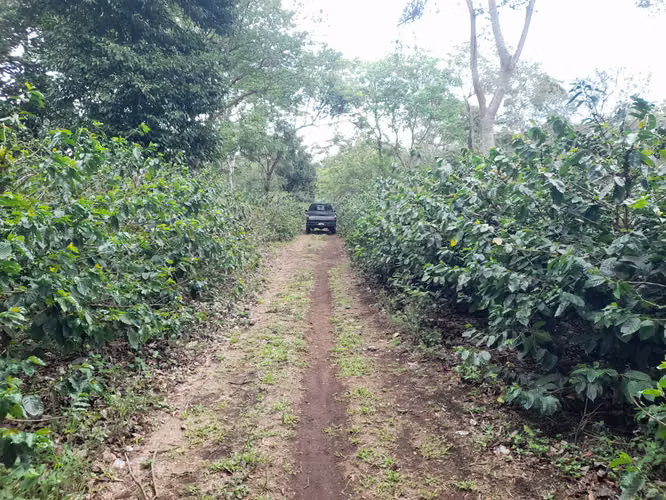 28-BLOCK COFFEE FARM IS SOLD IN DIRIAMBA CARAZO.