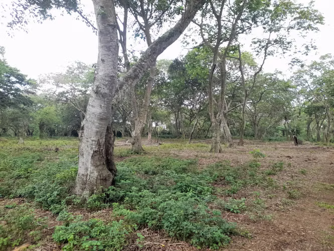SE VENDE FINCA CAFETALERA DE 66 MANZANAS UBICADA EN DIRIAMBA CARAZO.  - Imagen 9