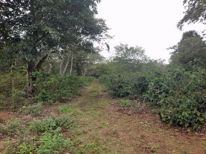 SE VENDE FINCA CAFETALERA DE 66 MANZANAS UBICADA EN DIRIAMBA CARAZO.  - Imagen 5