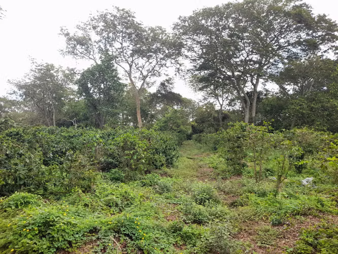 SE VENDE FINCA CAFETALERA DE 66 MANZANAS UBICADA EN DIRIAMBA CARAZO.  - Imagen 6