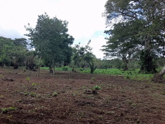 SE VENDE FINCA CAFETALERA DE 66 MANZANAS UBICADA EN DIRIAMBA CARAZO.  - Imagen 2