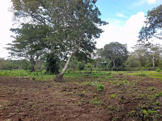 IS SOLD COFFEE FARM OF 66 BLOCKS LOCATED IN DIRIAMBA CARAZO.