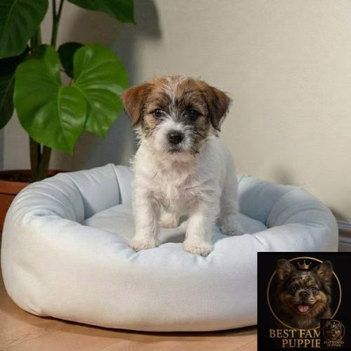 Cachorro JACK RUSELL PELO DURO disponible - Imagen 5