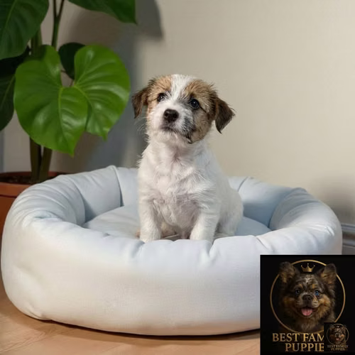 Cachorro JACK RUSELL PELO DURO disponible - Imagen 2