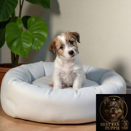 Cachorro JACK RUSELL PELO DURO disponible
