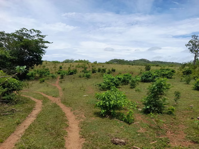 SE VENDE FINCA DE 170 MANZANAS UBICADA EN DIRIAMBA CARAZO.  - Imagen 8