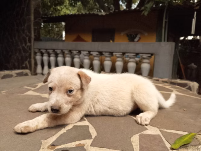Cachorras Pastor Ganadero Australiano Red Heeler - Imagen 6