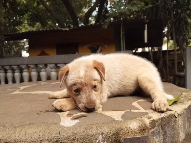 Cachorras Pastor Ganadero Australiano Red Heeler - Imagen 5