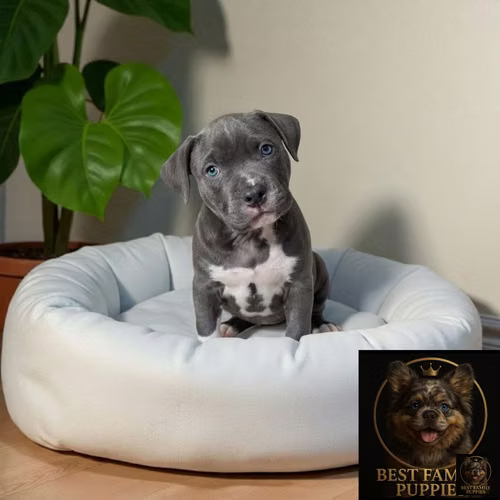 Cachorro AMERICAN STAFFORD disponible - Imagen 6