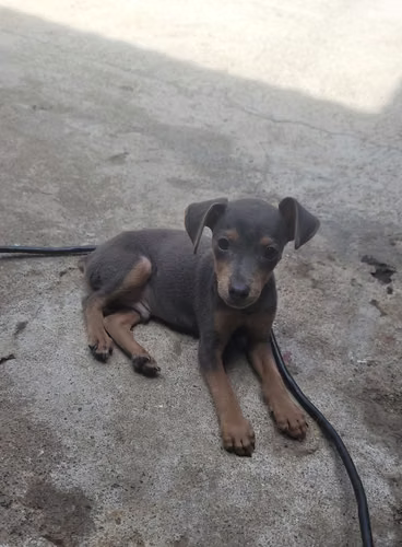 Perrito cachorro Míni Pincher  - Imagen 1