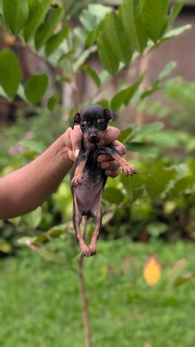 lindos cachorritos Doberman listos para su nuevo hogar - Imagen 4