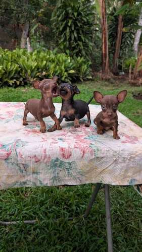 lindos cachorritos Doberman listos para su nuevo hogar - Imagen 2