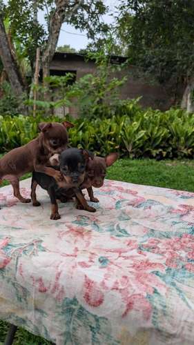 lindos cachorritos Doberman listos para su nuevo hogar