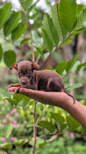 lindos cachorritos Doberman listos para su nuevo hogar - Imagen 6