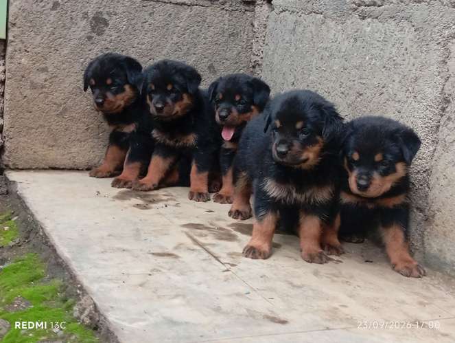 Rottweiler male pigs