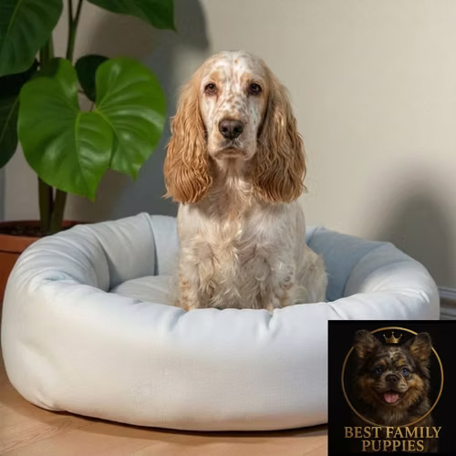 Cachorro COCKER SPANIEL INGLES TRADICIONAL disponible - Imagen 10