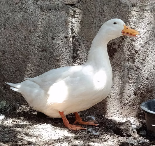 Patos chinos - Rouen y Pekin