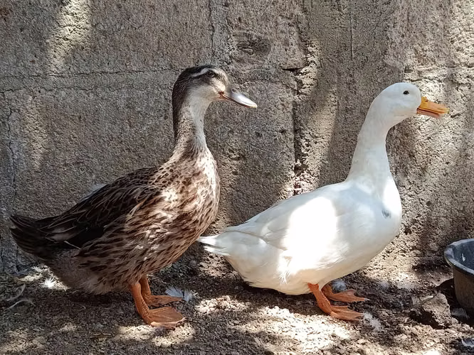 Chinese ducks - Rouen and Pekin
