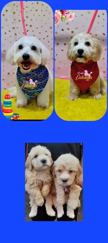 Lindos cachorro vichou maltés mini 