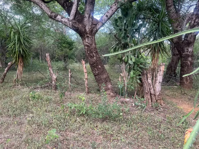Venta de Terreno en Veracruz  - Imagen 3