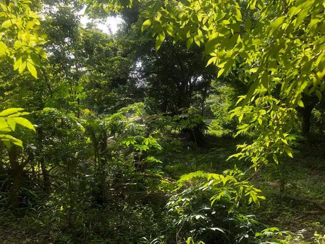 Venta de Terreno en Veracruz  - Imagen 15