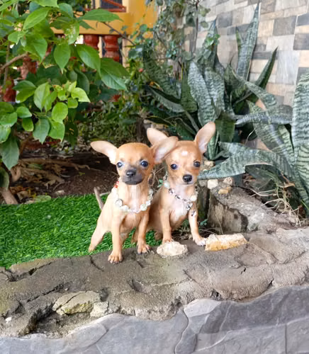 Bellas Chihuahuas  - Imagen 2