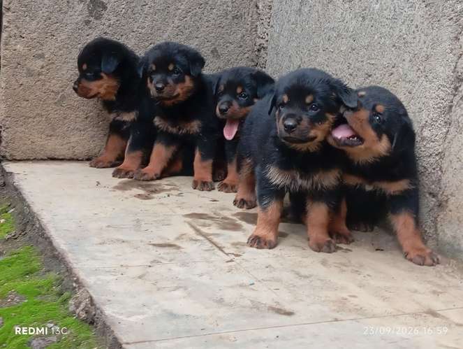Cachorros Rottweiler  - Imagen 2